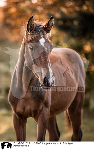 Warmblut Fohlen / warmblood foal / ABR-01029