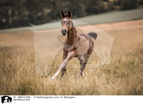 Warmblut Fohlen / warmblood foal / ABR-01058