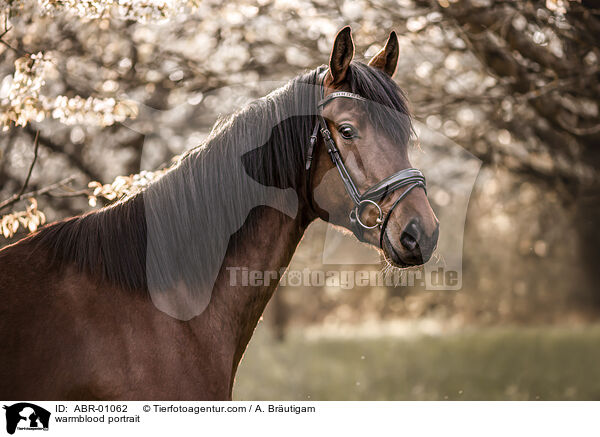 Warmblut Portrait / warmblood portrait / ABR-01062