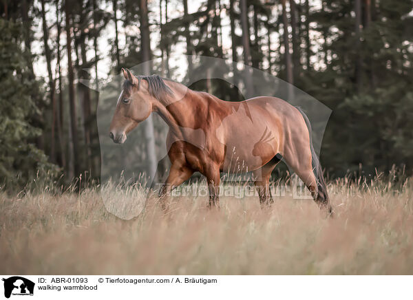 laufendes Warmblut / walking warmblood / ABR-01093