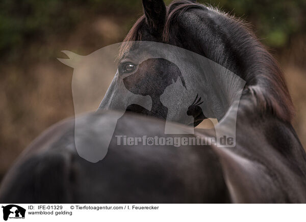 Warmblut Wallach / warmblood gelding / IFE-01329