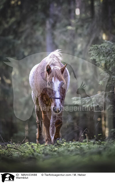 Warmblut / Warmblut / MAH-03488