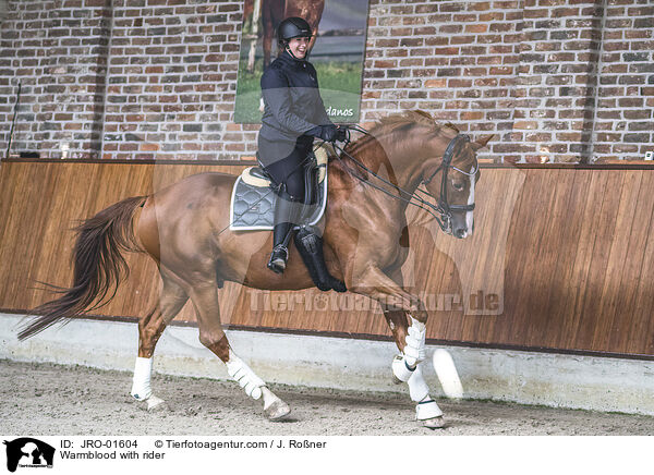 Warmblut wird in der Reithalle geritten / Warmblood with rider / JRO-01604