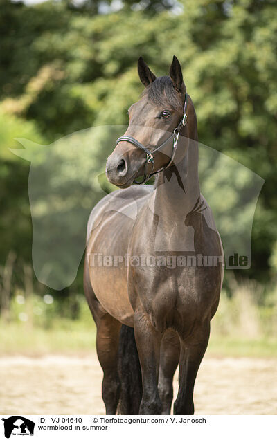 Warmblut im Sommer / warmblood in summer / VJ-04640