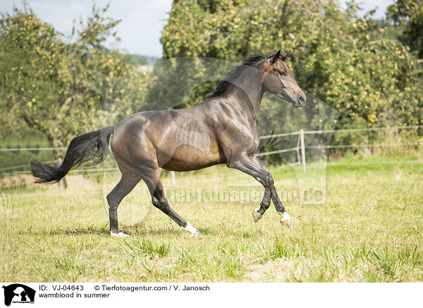 Warmblut im Sommer / warmblood in summer / VJ-04643