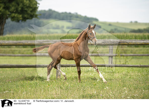 Warmblut Fohlen / warmblood foal / VJ-04710