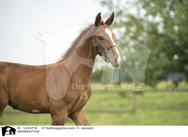 Warmblut Fohlen / warmblood foal / VJ-04716