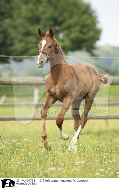 Warmblut Fohlen / warmblood foal / VJ-04733