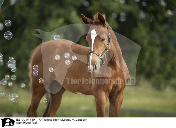 Warmblut Fohlen / warmblood foal / VJ-04739