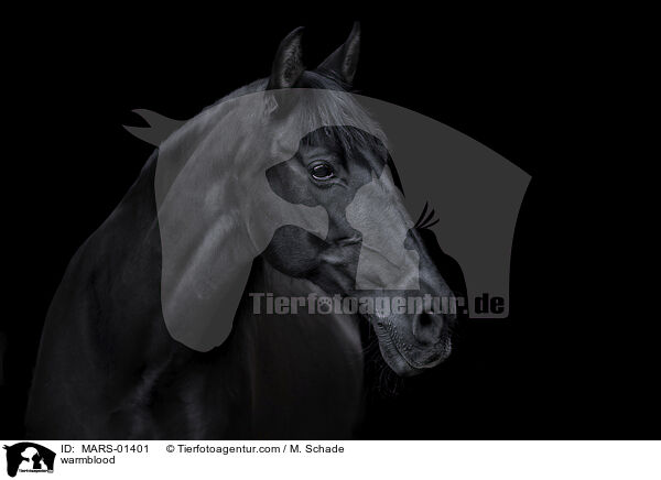 Warmblut / warmblood / MARS-01401