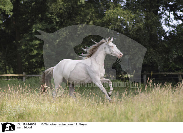 Warmblut / warmblood / JM-14859
