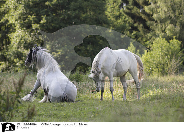 2 Pferde / 2 horses / JM-14864