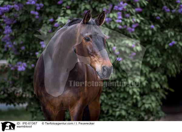 Warmblut / warmblood / IFE-01367