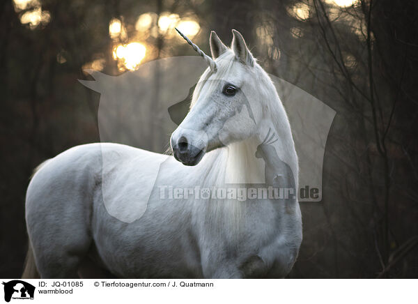 Warmblut / warmblood / JQ-01085