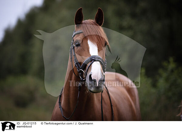 Warmblut / warmblood / JQ-01215