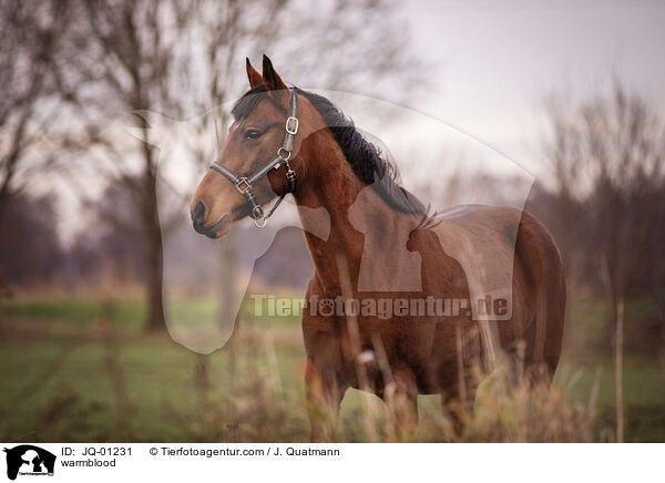 Warmblut / warmblood / JQ-01231