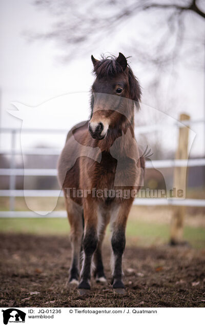 Warmblut / warmblood / JQ-01236