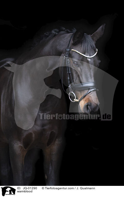 Warmblut / warmblood / JQ-01290