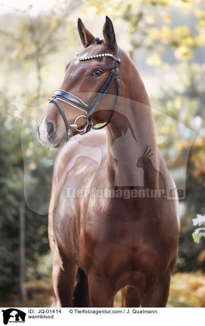 Warmblut / warmblood / JQ-01414