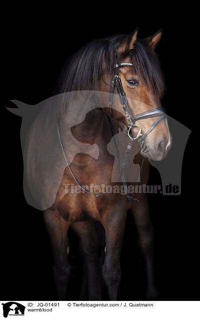 Warmblut / warmblood / JQ-01491