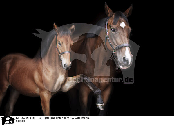 horses / JQ-01545