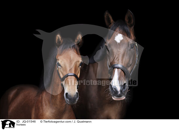 Pferde / horses / JQ-01546