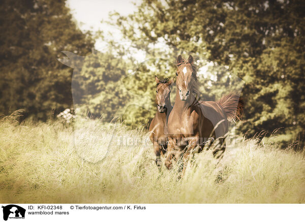 Warmblut Stuten / warmblood mares / KFI-02348