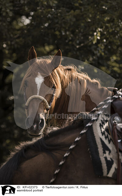 Warmblut Portrait / warmblood portrait / KFI-02373