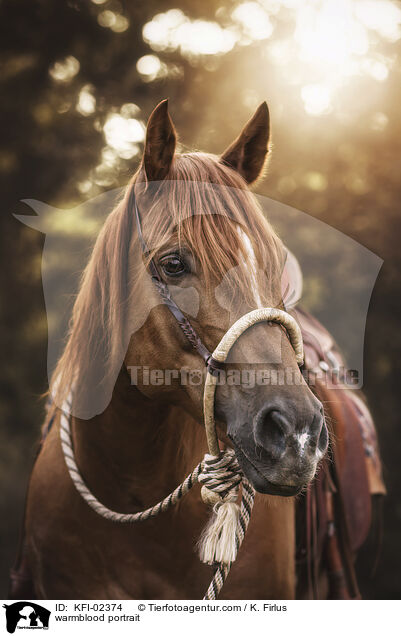 Warmblut Portrait / warmblood portrait / KFI-02374