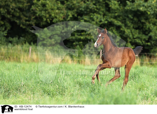 Warmblut Fohlen / warmblood foal / KB-12474