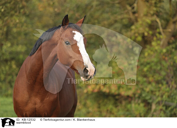 Warmblut / warmblood / KB-12532