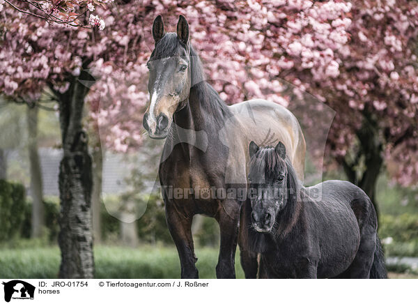 Pferde / horses / JRO-01754