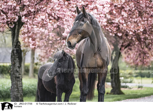 Pferde / horses / JRO-01756