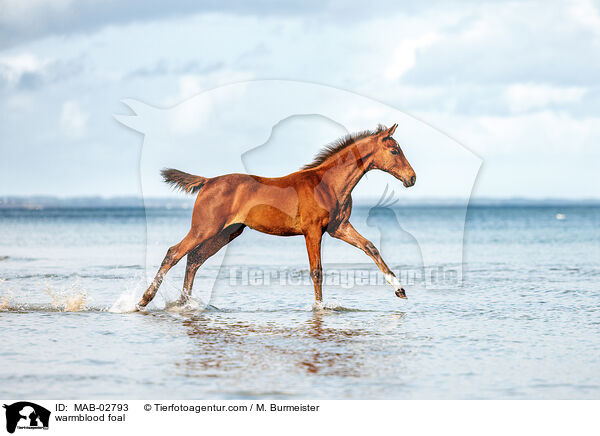 Warmblut Fohlen / warmblood foal / MAB-02793