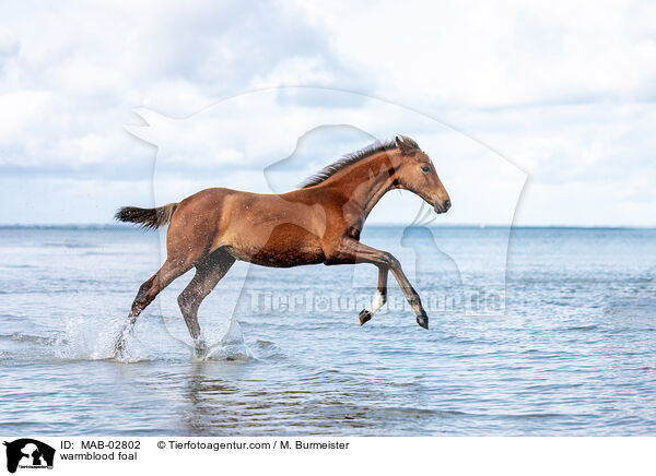 Warmblut Fohlen / warmblood foal / MAB-02802