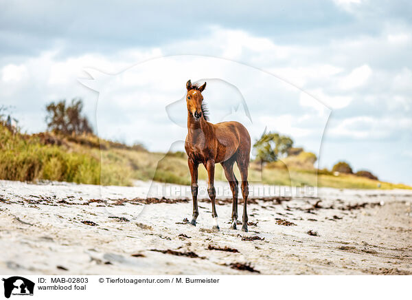 Warmblut Fohlen / warmblood foal / MAB-02803