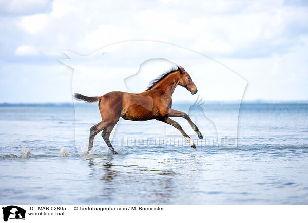 warmblood foal / MAB-02805