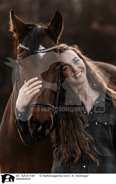 Warmblut / warmblood / AA-01184