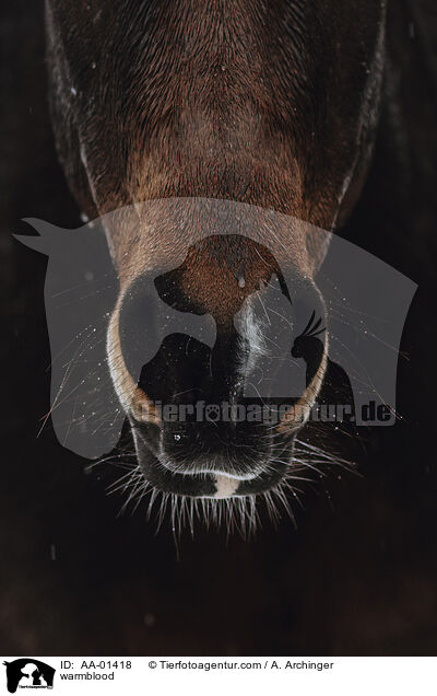Warmblut / warmblood / AA-01418