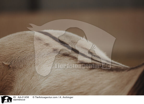 Warmblut / warmblood / AA-01456