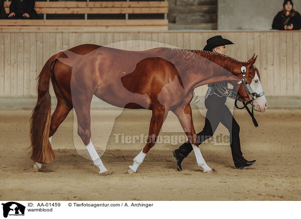 Warmblut / warmblood / AA-01459