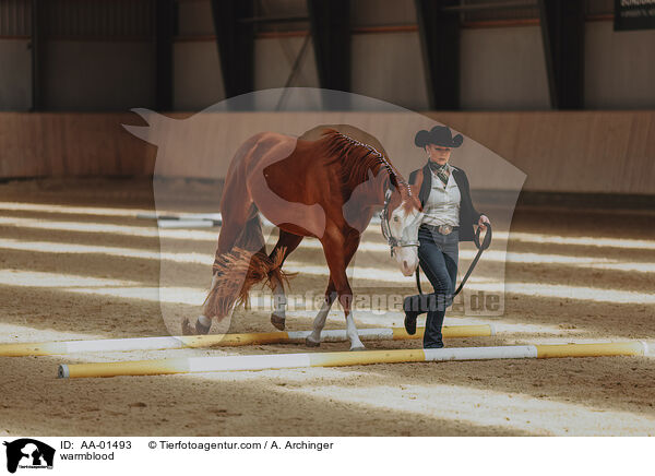 Warmblut / warmblood / AA-01493