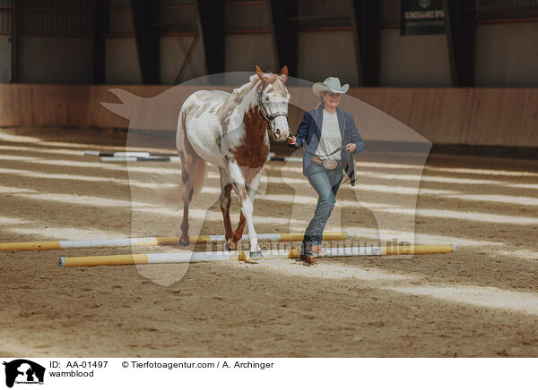 Warmblut / warmblood / AA-01497