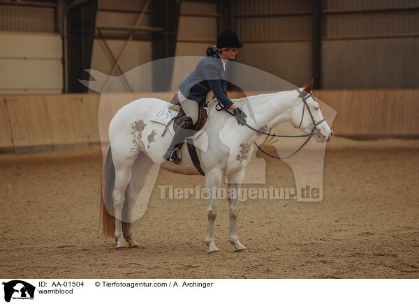 Warmblut / warmblood / AA-01504