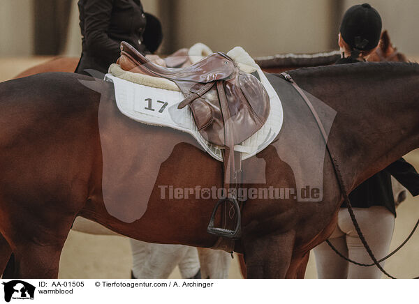 Warmblut / warmblood / AA-01505