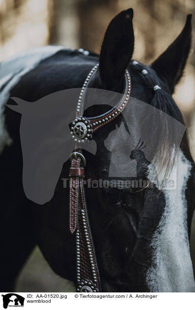 Warmblut / warmblood / AA-01520.jpg
