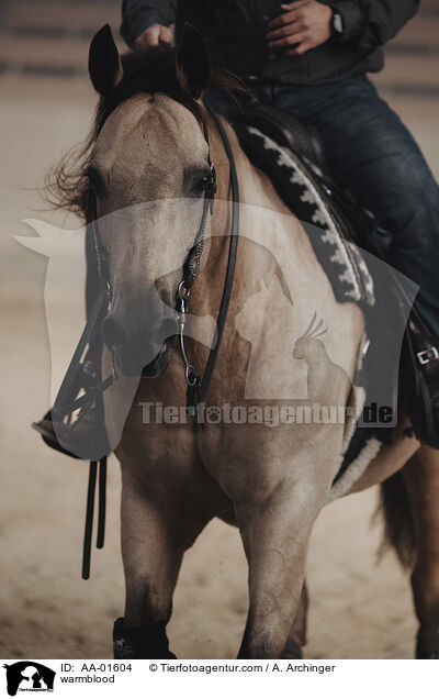 Warmblut / warmblood / AA-01604