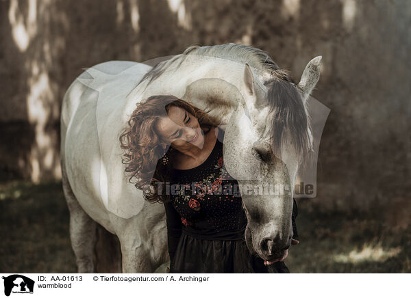 Warmblut / warmblood / AA-01613