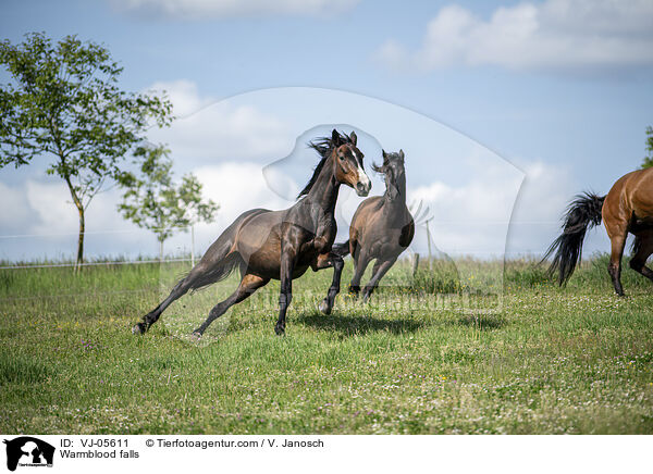 Warmblut strzt auf Koppel / Warmblood falls / VJ-05611