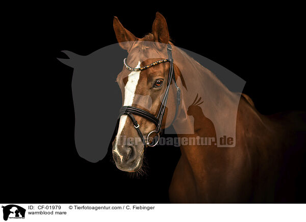 Warmblut Stute / warmblood mare / CF-01979